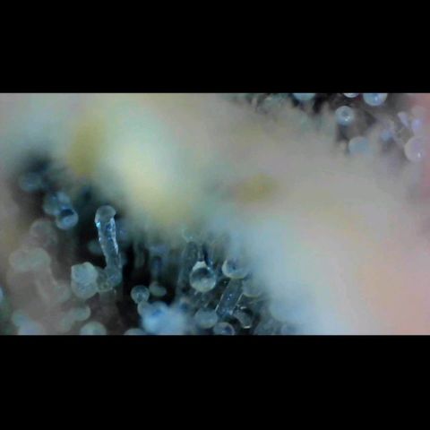 Trichome Orchards growlog photo: Pauly Walnuts. Day 43F