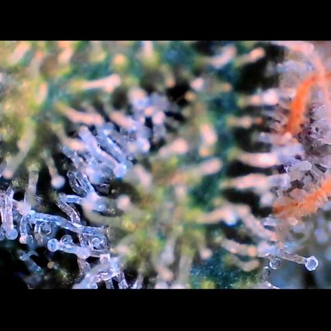Trichome Orchards growlog photo: Rainbow Fritters#2. Day 43F
