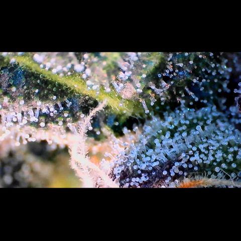 Trichome Orchards growlog photo: Ringz of Saturn. Day 43F