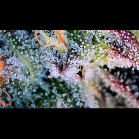 Trichome Orchards growlog photo: Ringz of Saturn. Day 43F