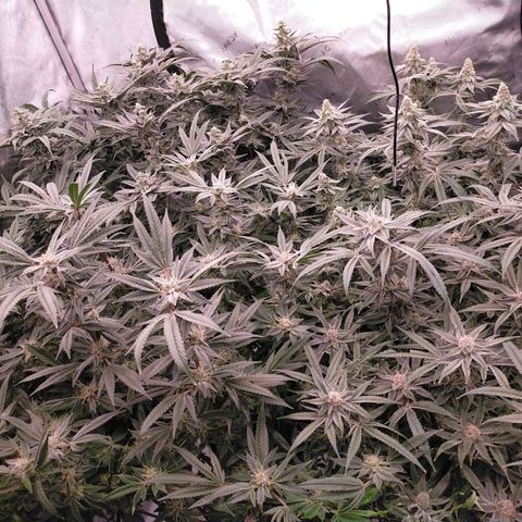 Trichome Orchards growlog photo: Canopy shot. Day 43F