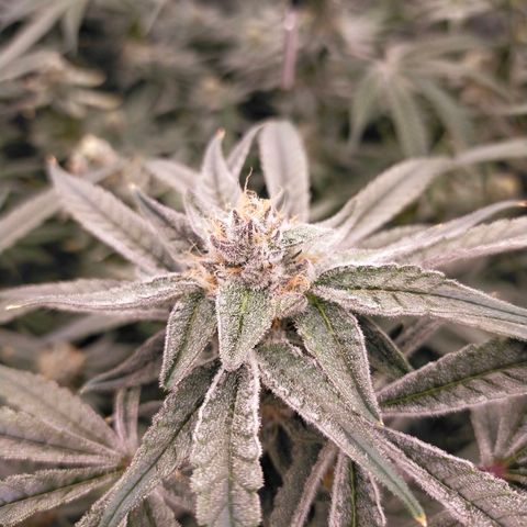 Trichome Orchards growlog photo: Rainbow Fritters#1. Day 43F