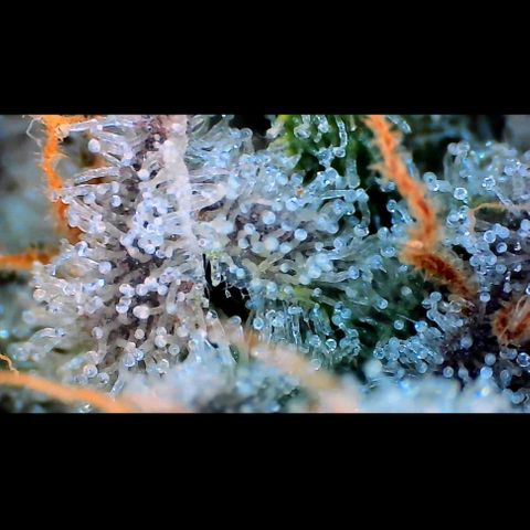 Trichome Orchards growlog photo: Rainbow Fritters#1. Day 43F
