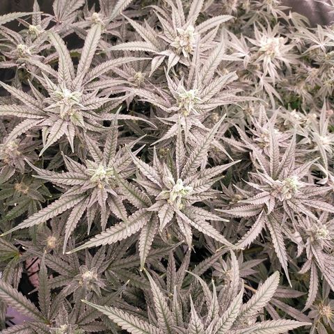 Trichome Orchards growlog photo: Ringz of Saturn. Day 43F