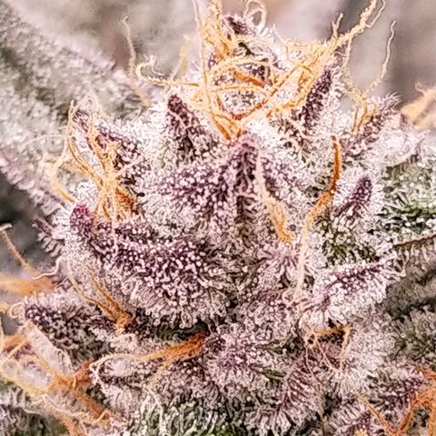 Trichome Orchards growlog photo: Rainbow Fritters#1. Day 43F