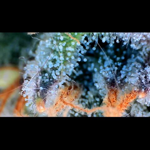 Trichome Orchards growlog photo: Pauly Walnuts. Day 43F