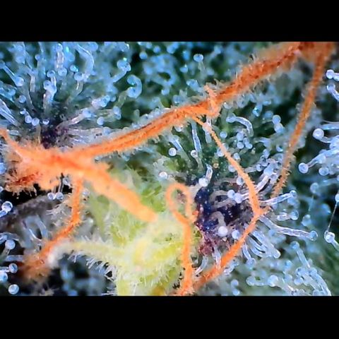 Trichome Orchards growlog photo: Rainbow Fritters#2. Day 43F