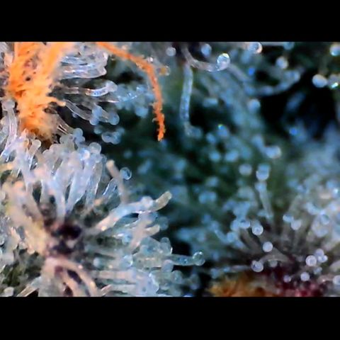 Trichome Orchards growlog photo: Rainbow Fritters#2. Day 43F