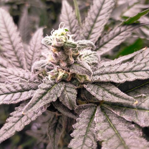 Trichome Orchards growlog photo: Ringz of Saturn. Day 43F