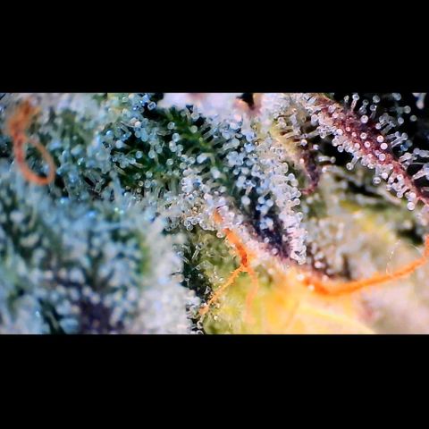 Trichome Orchards growlog photo: Ringz of Saturn. Day 43F