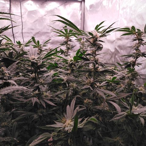 Trichome Orchards growlog photo: Pauly Walnuts. Day 43F