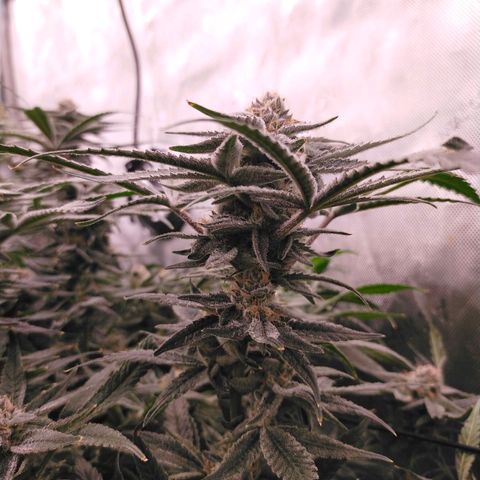 Trichome Orchards growlog photo: Rainbow Fritters#1. Day 43F