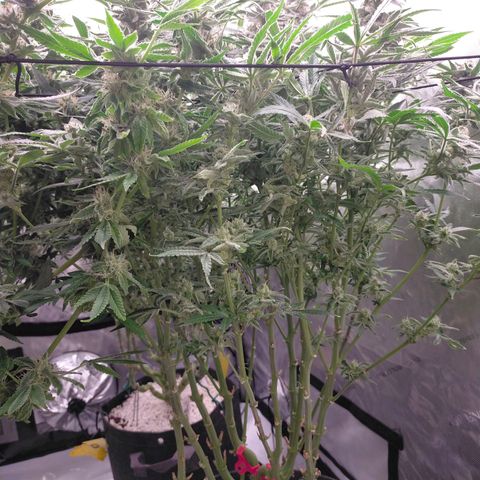 Trichome Orchards growlog photo: Rainbow Fritters#1. Day 43F