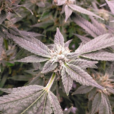 Trichome Orchards growlog photo: Pauly Walnuts. Day 43F