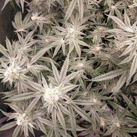 Trichome Orchards growlog photo: Rainbow Fritters#2. Day 43F