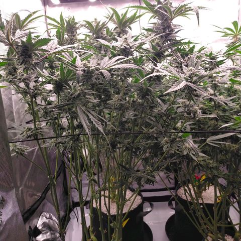 Trichome Orchards growlog photo: Ringz of Saturn. Day 43F