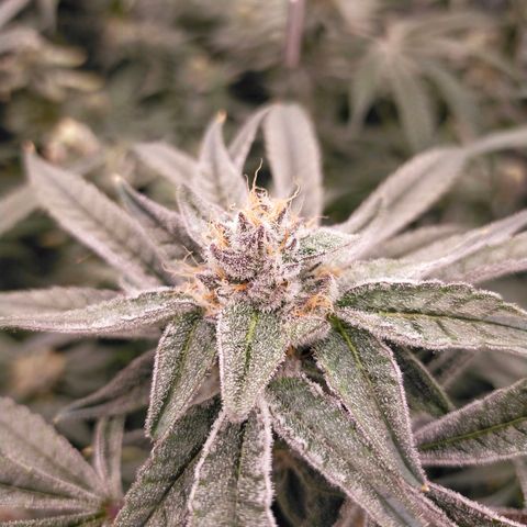 Trichome Orchards growlog photo: Rainbow Fritters#1. Day 43F