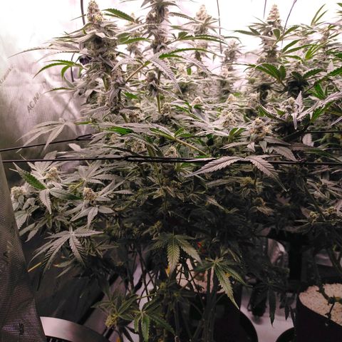 Trichome Orchards growlog photo: Rainbow Fritters#2. Day 43F
