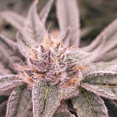 Trichome Orchards growlog photo: Rainbow Fritters#1. Day 43F