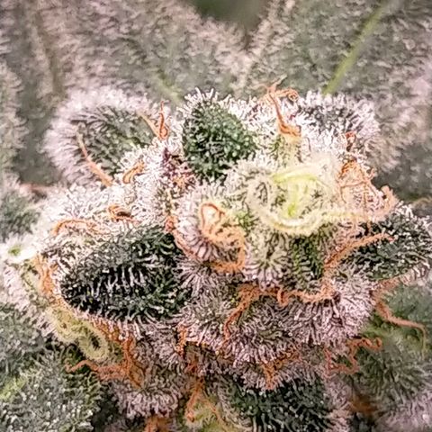 Trichome Orchards growlog photo: Rainbow Fritters#2. Day 43F