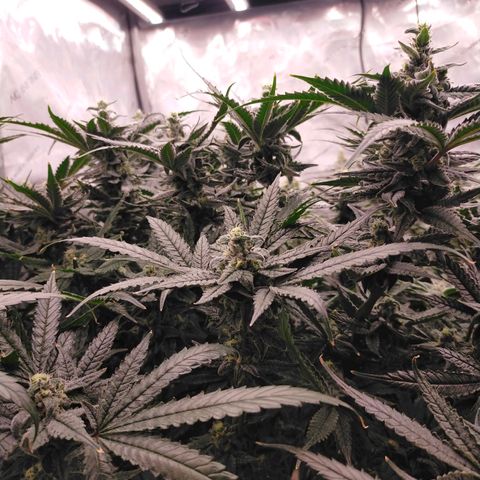 Trichome Orchards growlog photo: Ringz of Saturn. Day 43F