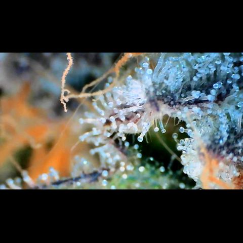 Trichome Orchards growlog photo: Rainbow Fritters#1. Day 43F