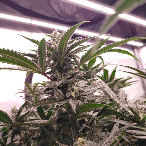 Trichome Orchards growlog photo: Ringz of Saturn. Day 43F
