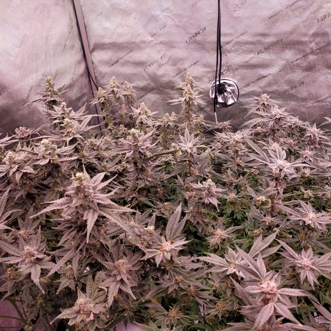 Trichome Orchards growlog photo: Day 48F
