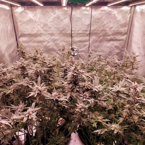 Trichome Orchards growlog photo: Day 48F