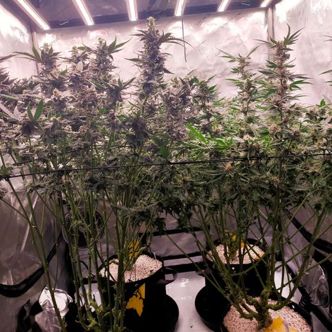 Trichome Orchards growlog photo: Day 48F
