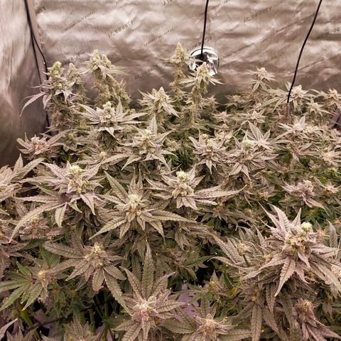 Trichome Orchards growlog photo: Day 48F