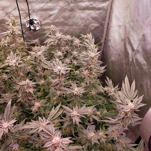 Trichome Orchards growlog photo: Day 48F