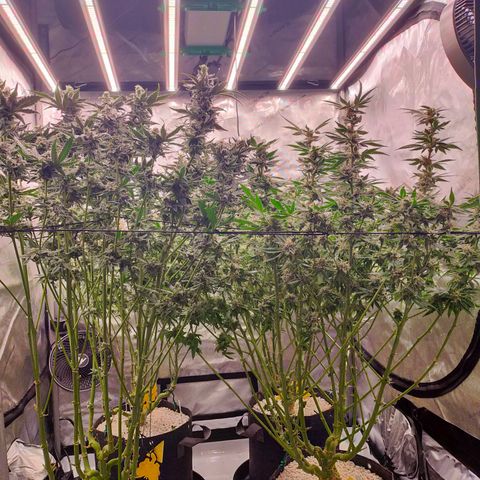 Trichome Orchards growlog photo: Day 48F