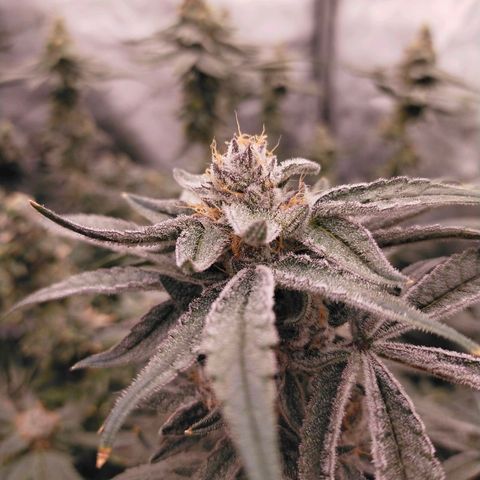 Trichome Orchards growlog photo: Rainbow Fritters #1. Day 48F