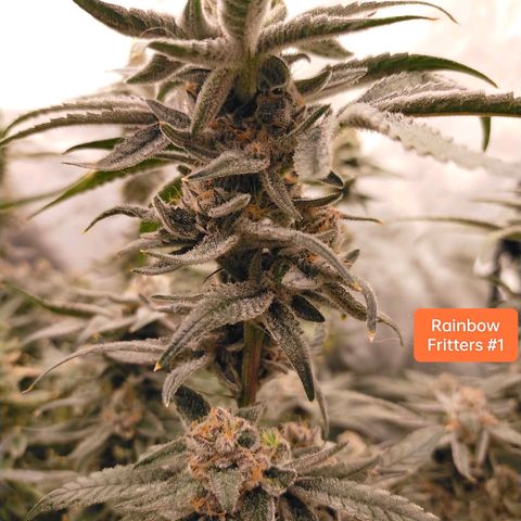 Trichome Orchards growlog photo: Rainbow Fritters #1. Day 48F
