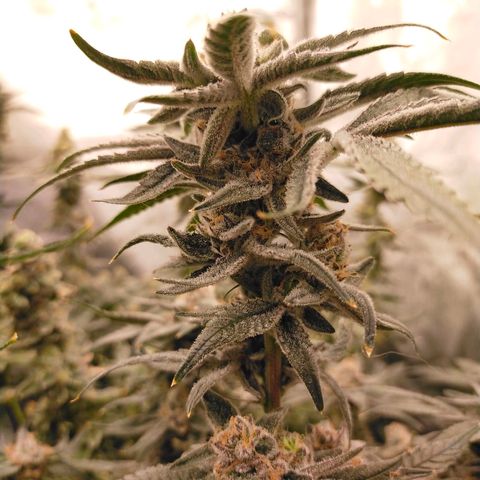 Trichome Orchards growlog photo: Rainbow Fritters #1. Day 48F