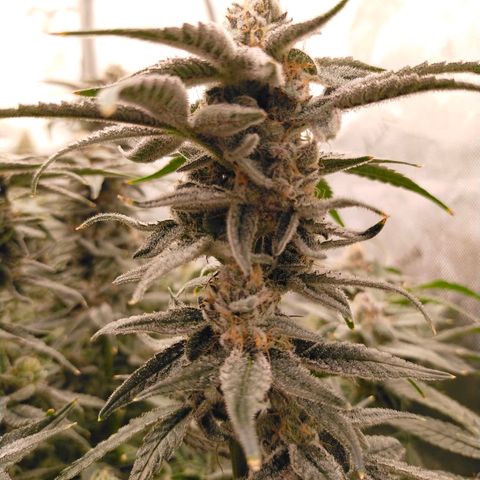 Trichome Orchards growlog photo: Rainbow Fritters #1. Day 48F