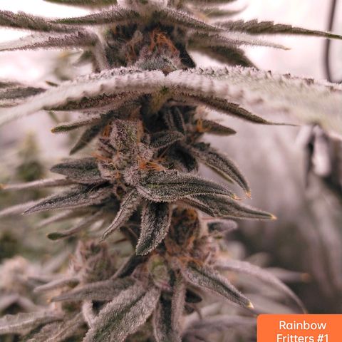 Trichome Orchards growlog photo: Rainbow Fritters #1. Day 48F