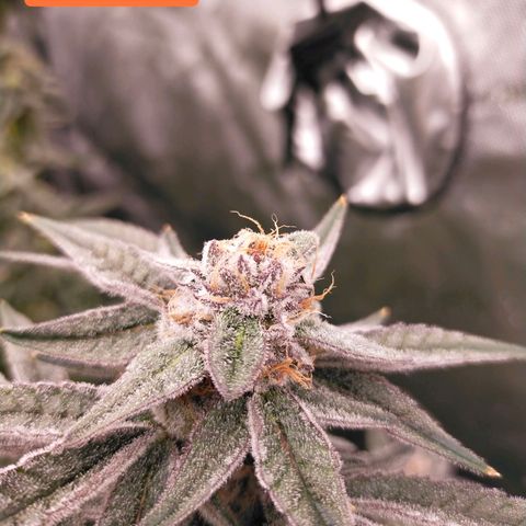 Trichome Orchards growlog photo: Rainbow Fritters #1. Day 48F