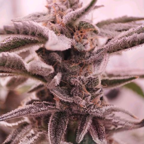 Trichome Orchards growlog photo: Rainbow Fritters #1. Day 48F