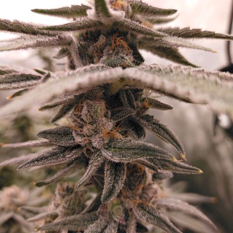 Trichome Orchards growlog photo: Rainbow Fritters #1. Day 48F