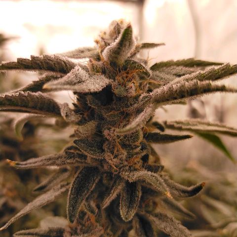 Trichome Orchards growlog photo: Rainbow Fritters #1. Day 48F
