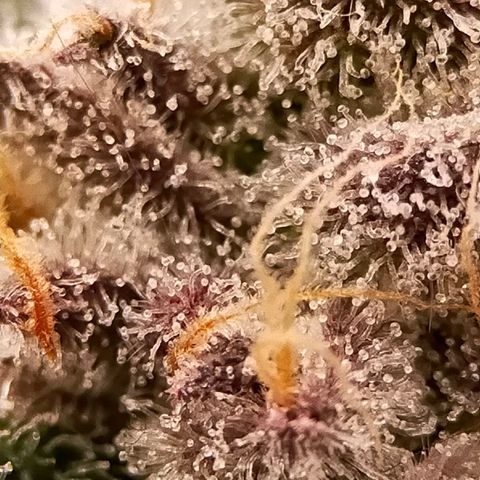 Trichome Orchards growlog photo: Rainbow Fritters #1