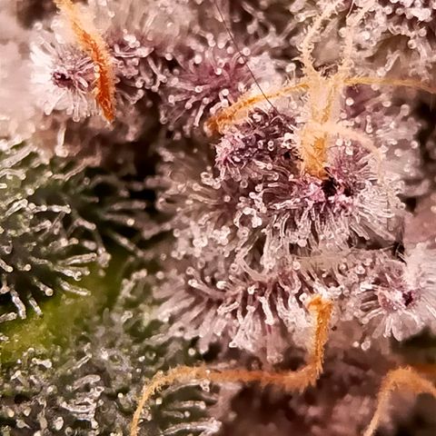 Trichome Orchards growlog photo: Rainbow Fritters #1