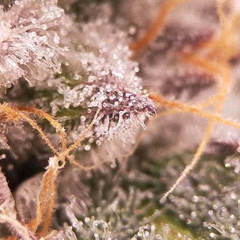 Trichome Orchards growlog photo: Rainbow Fritters #1