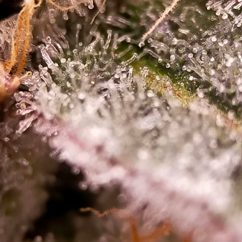 Trichome Orchards growlog photo: Rainbow Fritters #1