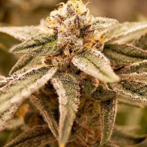 Trichome Orchards growlog photo: Rainbow Fritters #1
