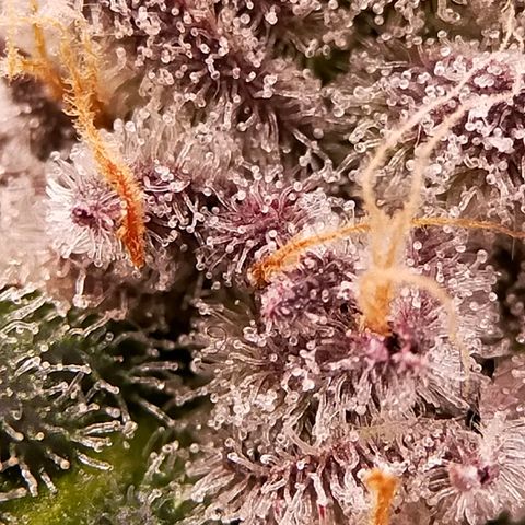 Trichome Orchards growlog photo: Rainbow Fritters #1