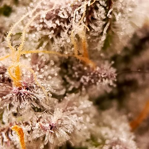 Trichome Orchards growlog photo: Rainbow Fritters #1
