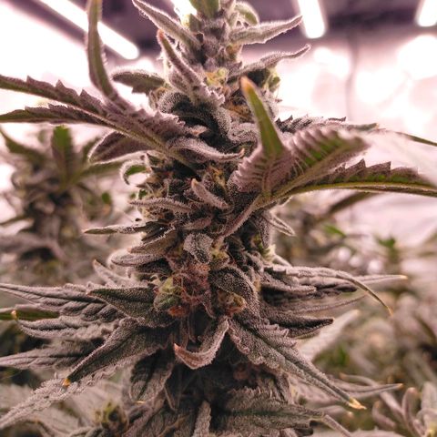 Trichome Orchards growlog photo: Ringz of Saturn. Day 48F